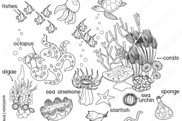 Coral reef animals coloring pages