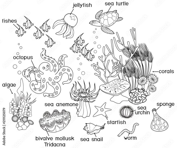 Coral reef animals coloring pages