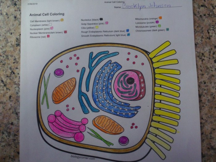 Animal cell coloring biology corner answer key