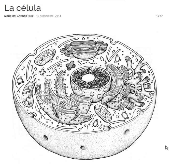 Biologycomer.com animal cell coloring