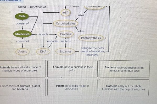 Animal cell coloring answer key questions