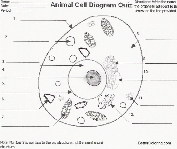 Animal cell labeling and coloring