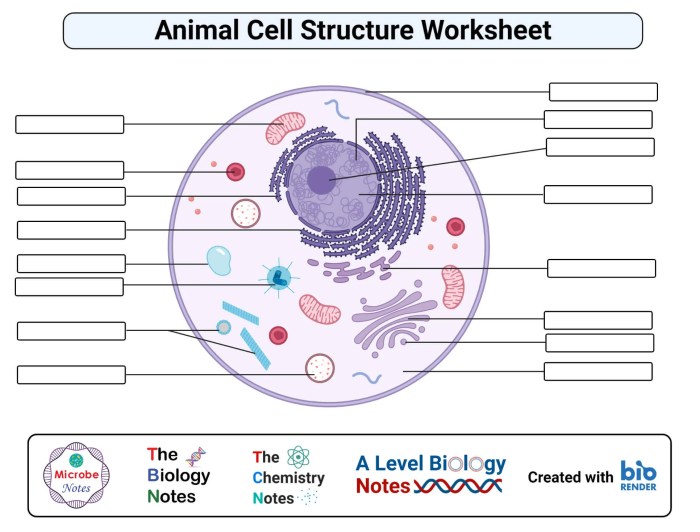 Animal cell coloring worksheet labeled