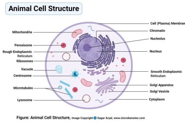 Animal cell coloring names