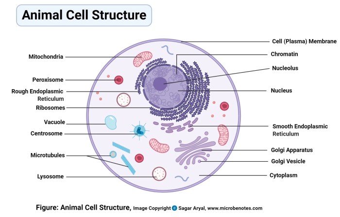 Animal cell coloring names