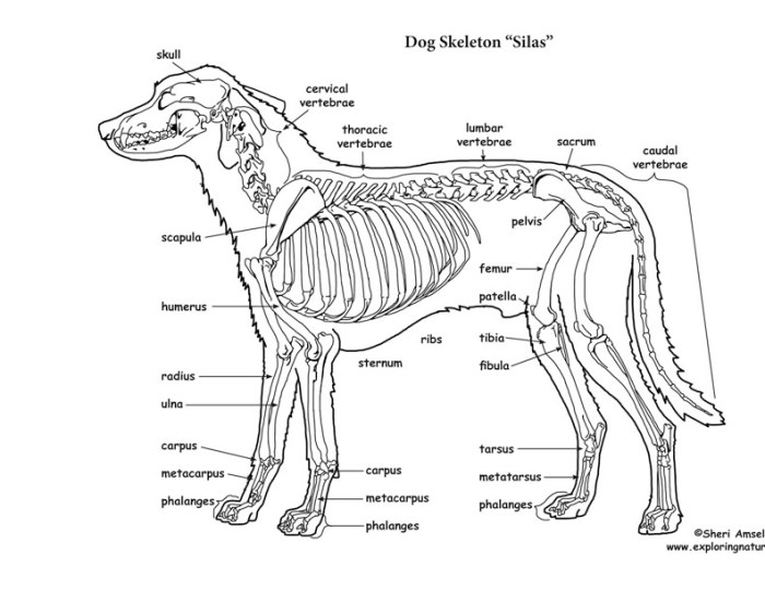 Animal body parts coloring