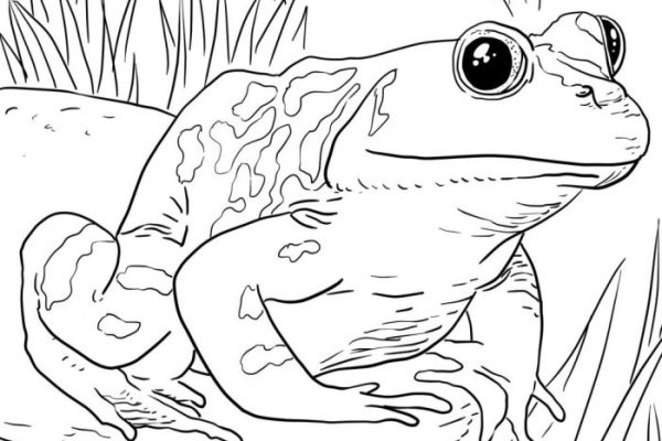 Coloring book pages animals