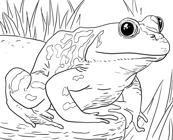 Coloring book pages animals