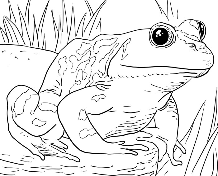 Coloring book pages animals