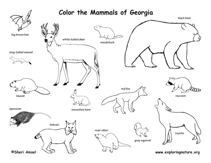 Animals georgia coloring page