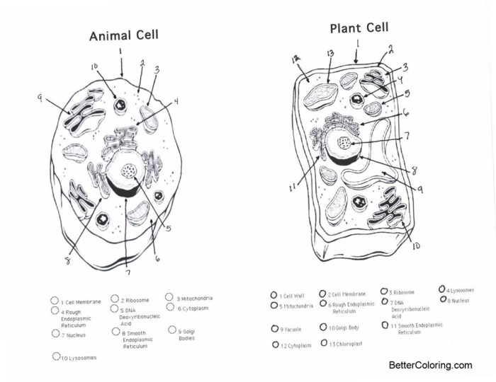 Animal cell coloring page.jpg