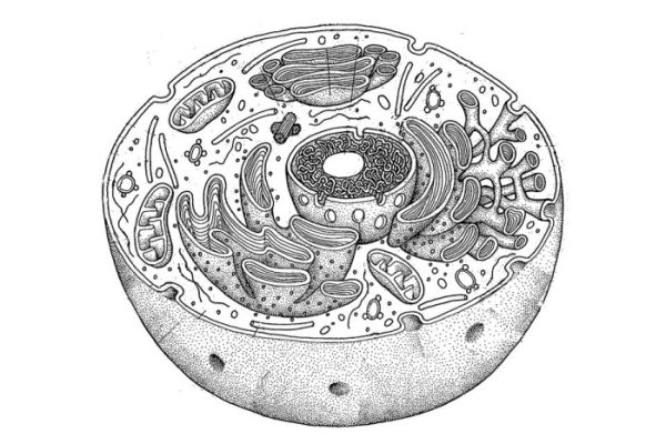 Animal cell coloring quizlet