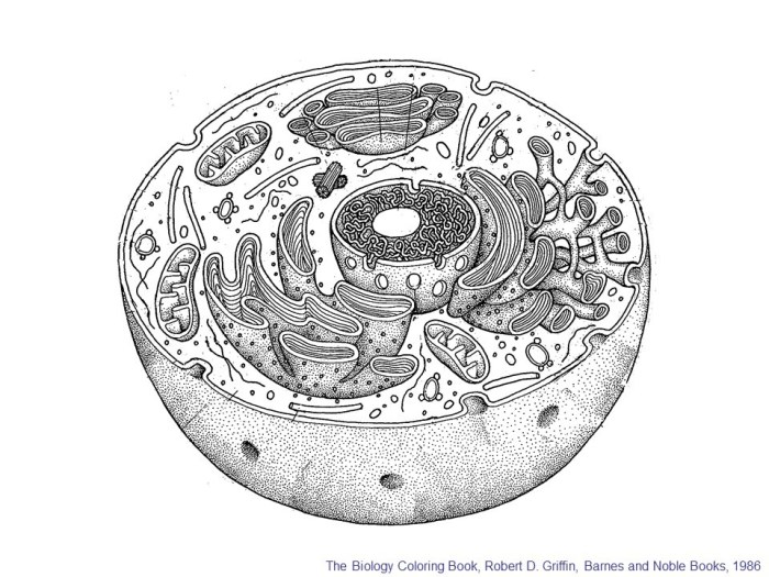 Animal cell coloring quizlet