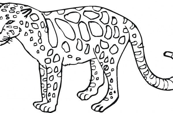 Coloring sheets of wild animals