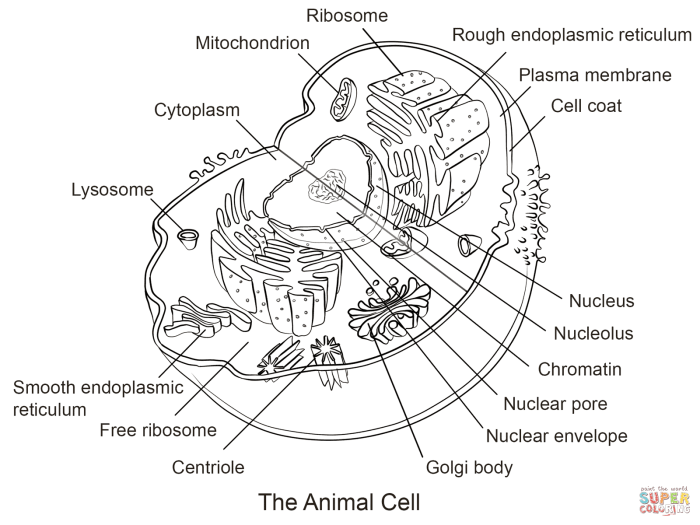 Cell animal coloring key worksheet print answers via answer owl anatomy labeled azcoloring popular worksheeto