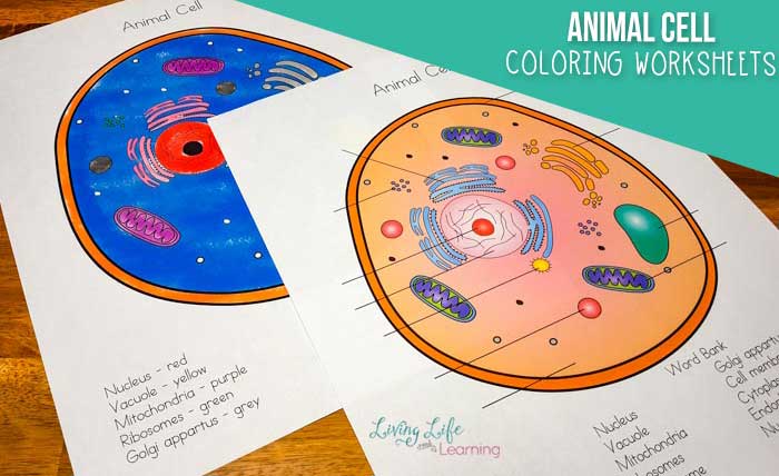 Animal cell coloring worksheet pdf