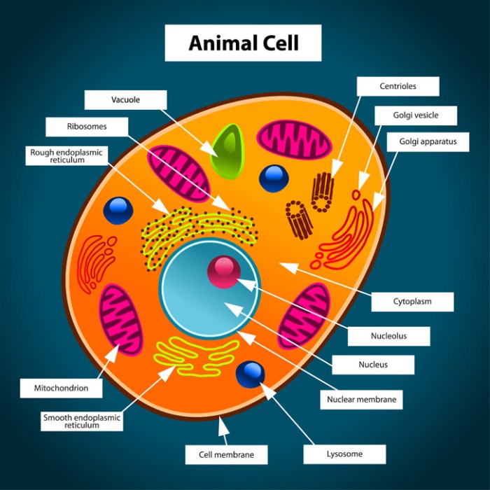 Animal cell coloring worksheet labeled