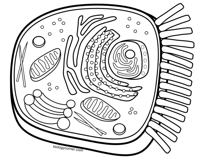 Animal cell with mitochondria coloring pages