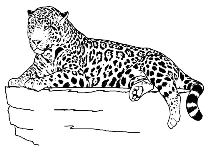 Animal silhouettes coloring pages