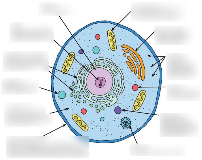 Cells celula biology typical visionlearning ingles estructura cientifico descubrimiento células celulas organelles celulares membrane