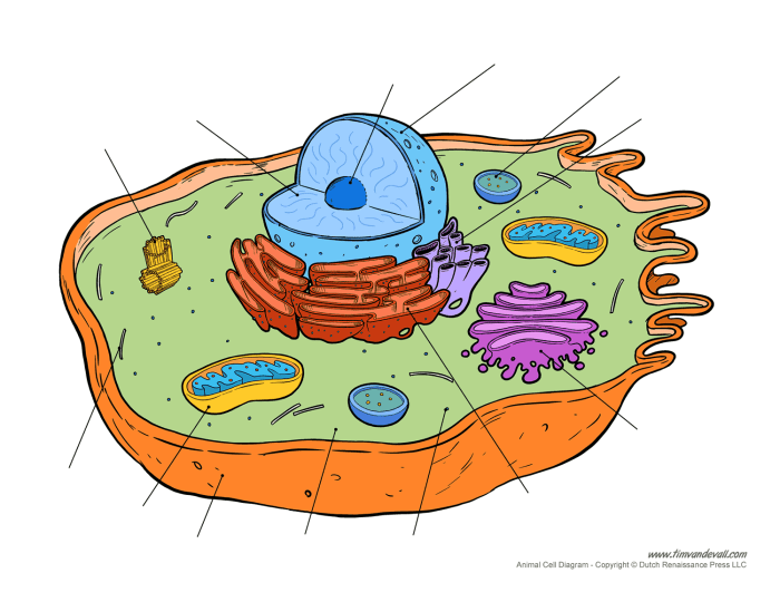 Animal eukaryotic cell coloring