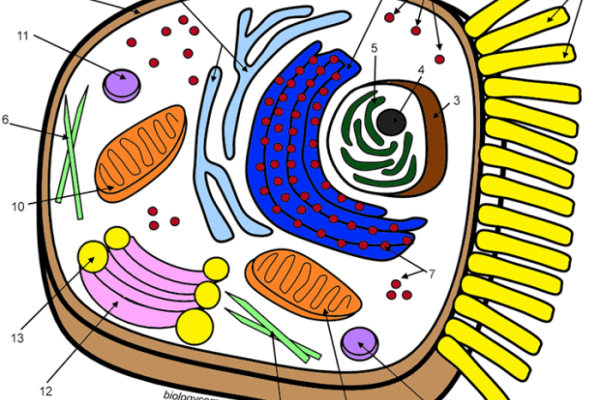 Animal cell coloring worksheet labeled