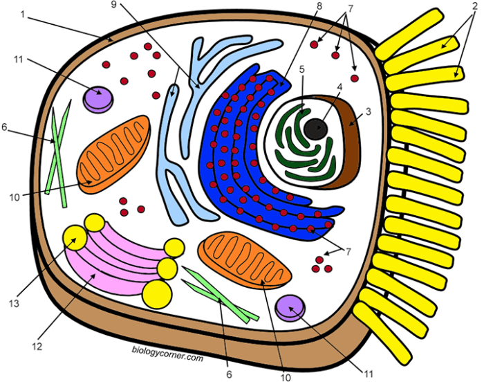 Animal cell coloring biology corner answer key