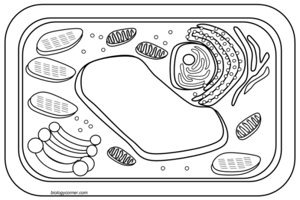 Enchanted learning animal and plant cell coloring