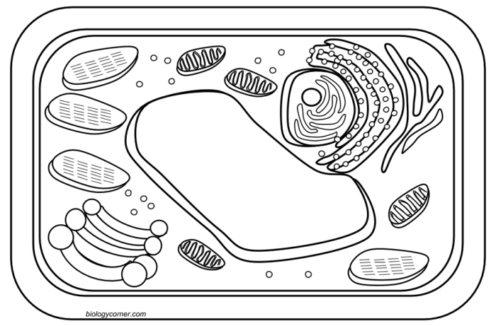 Enchanted learning animal and plant cell coloring