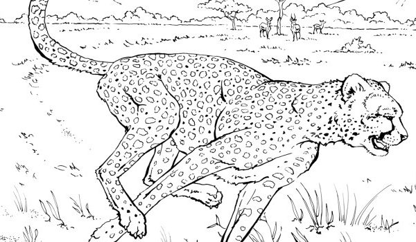 Animals free coloring pages