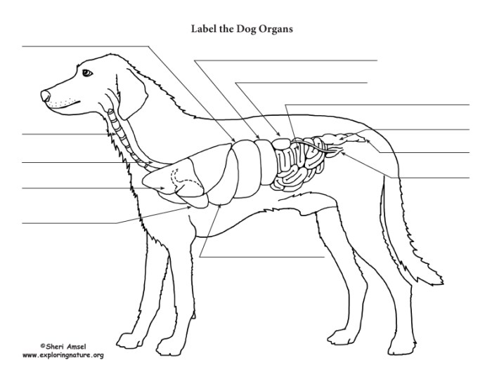 Animal body parts coloring