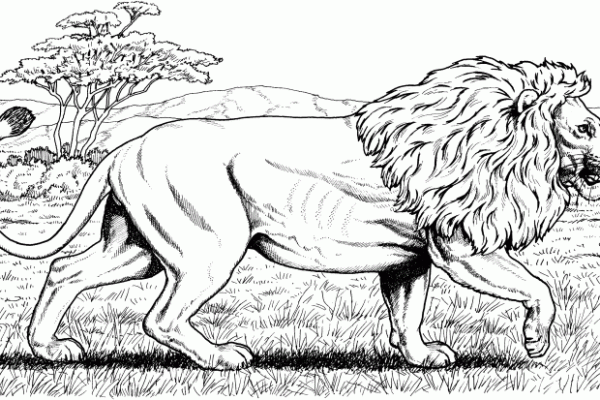 Animal faces coloring pages lion