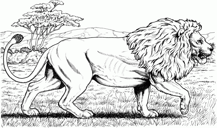 Animal faces coloring pages lion