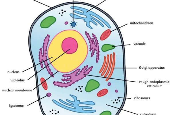 Animal cell coloring function of organellles pdf