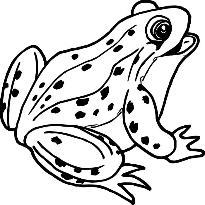 Animal coloring pages for teenagers frog