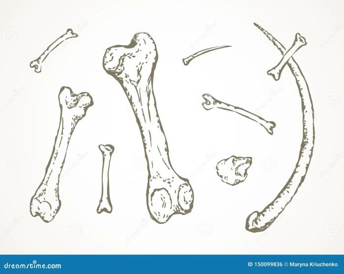 Animal arm bone structure worksheet coloring worksheet