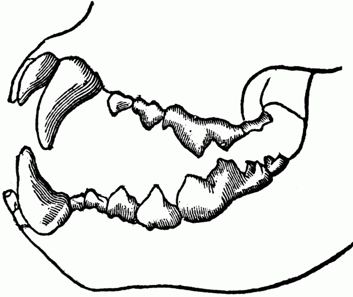 Animal smile teeth coloring page