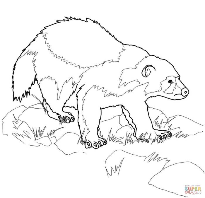 Wolverine animal coloring pages