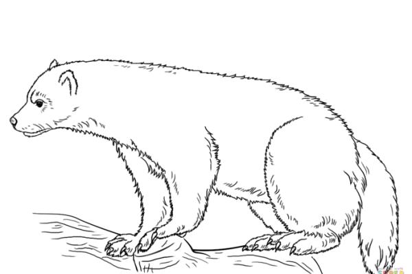 Wolverine animal coloring pages