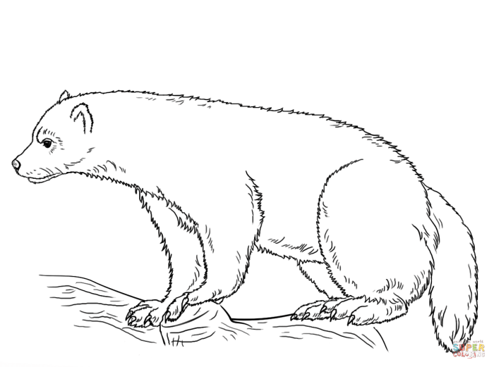 Wolverine animal coloring pages