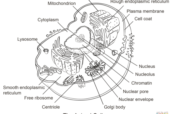 Animal eukaryotic cell coloring