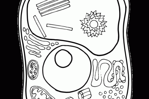 Animal cell coloring page.jpg