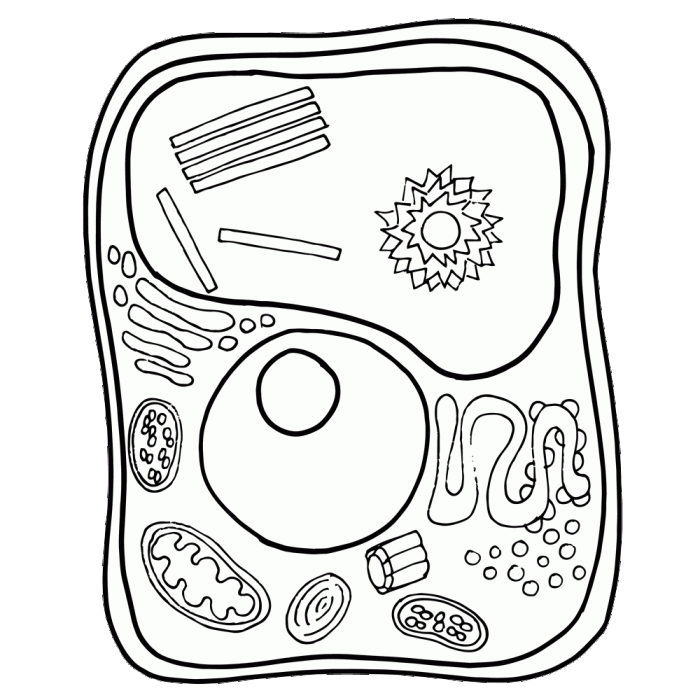 Animal cell coloring page.jpg